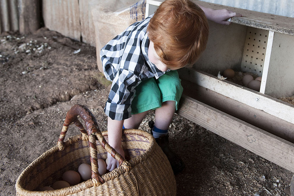 farm collecting eggs mudgee
