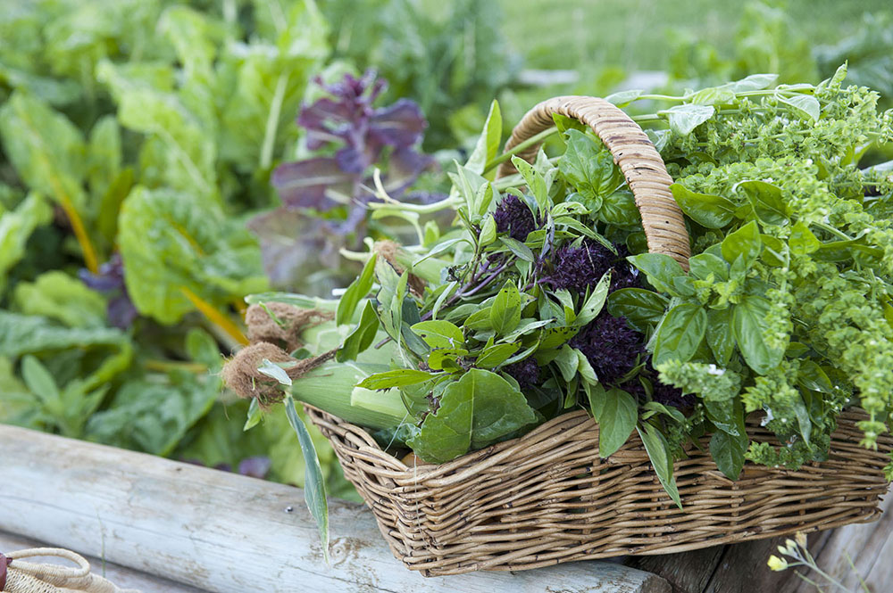 fresh garden produce pick your own stay accommodation