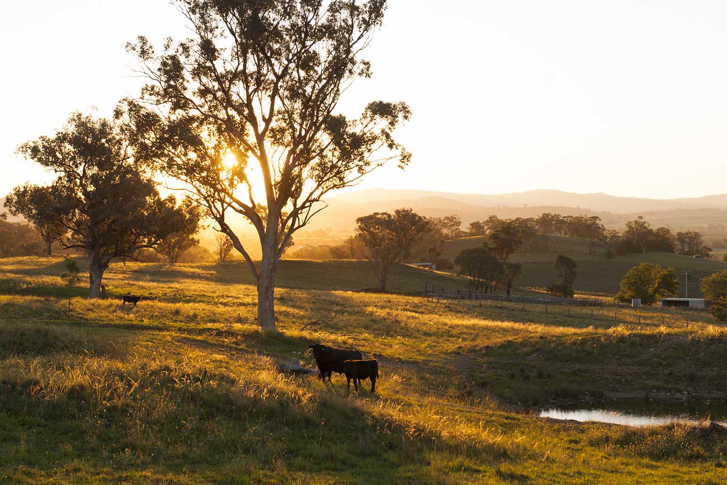 rosby guesthouse accommodation mudgee nsw farm romantic getaway escape