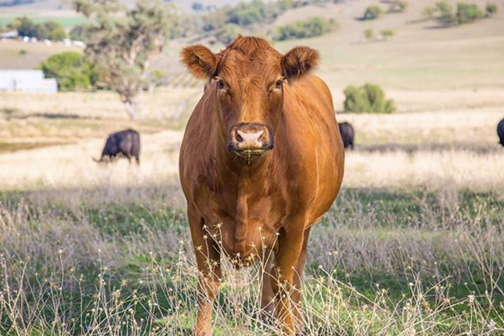 rosby guesthouse cow paddock