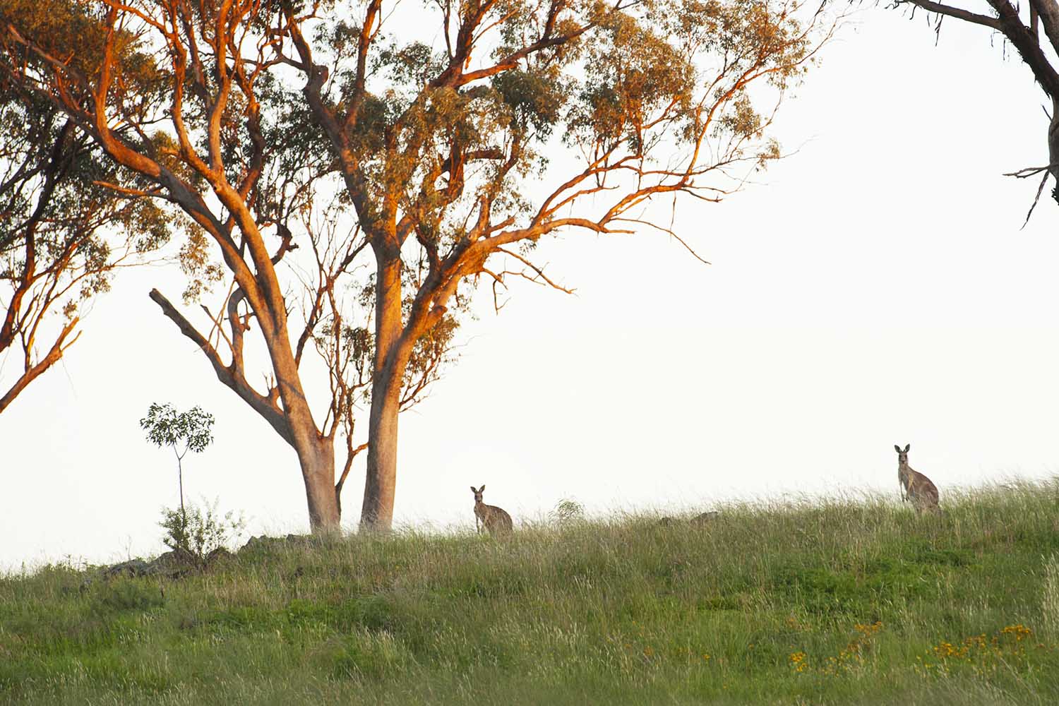 mudgee accommodation