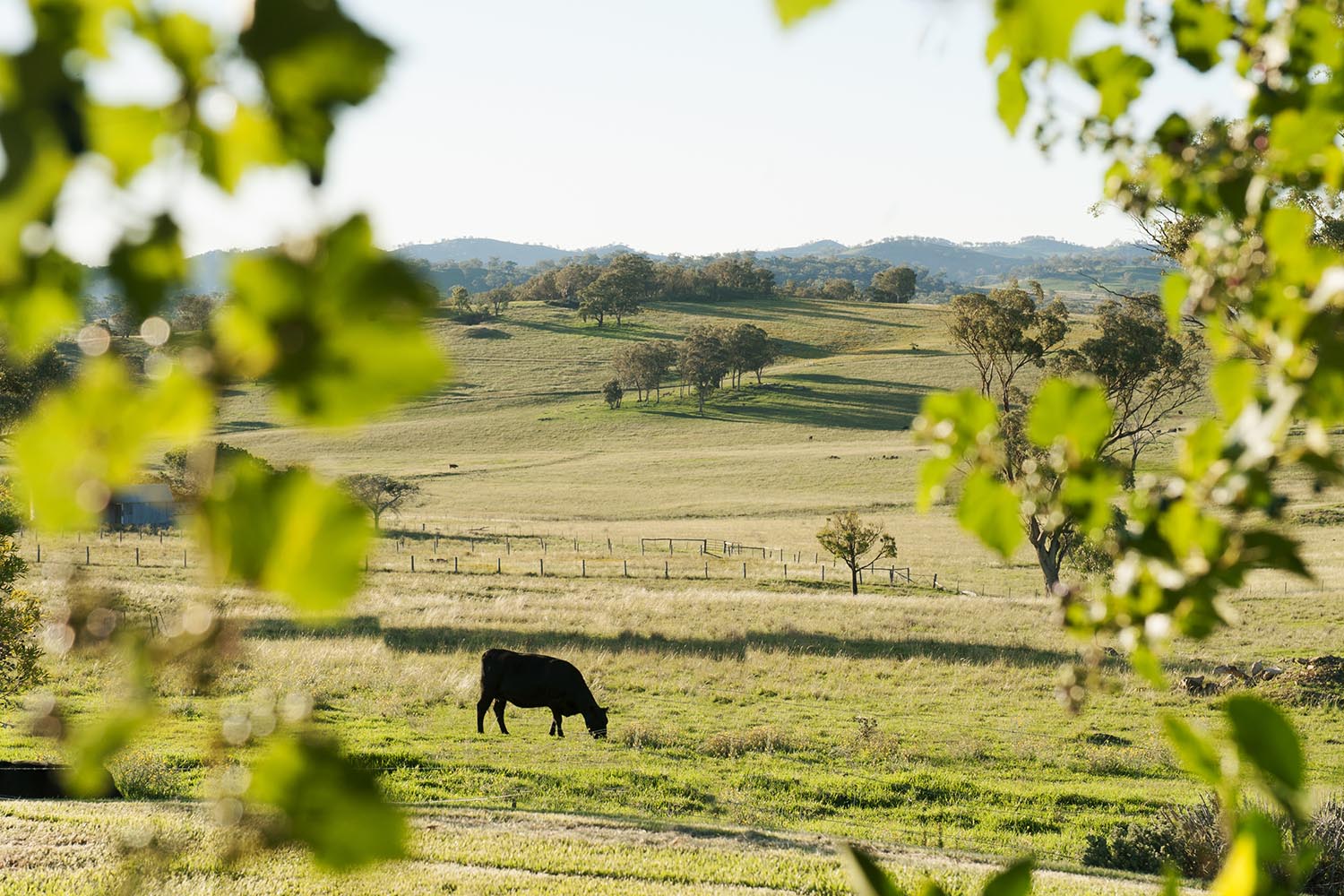 mudgee country accommodation stay fresh air cows walking