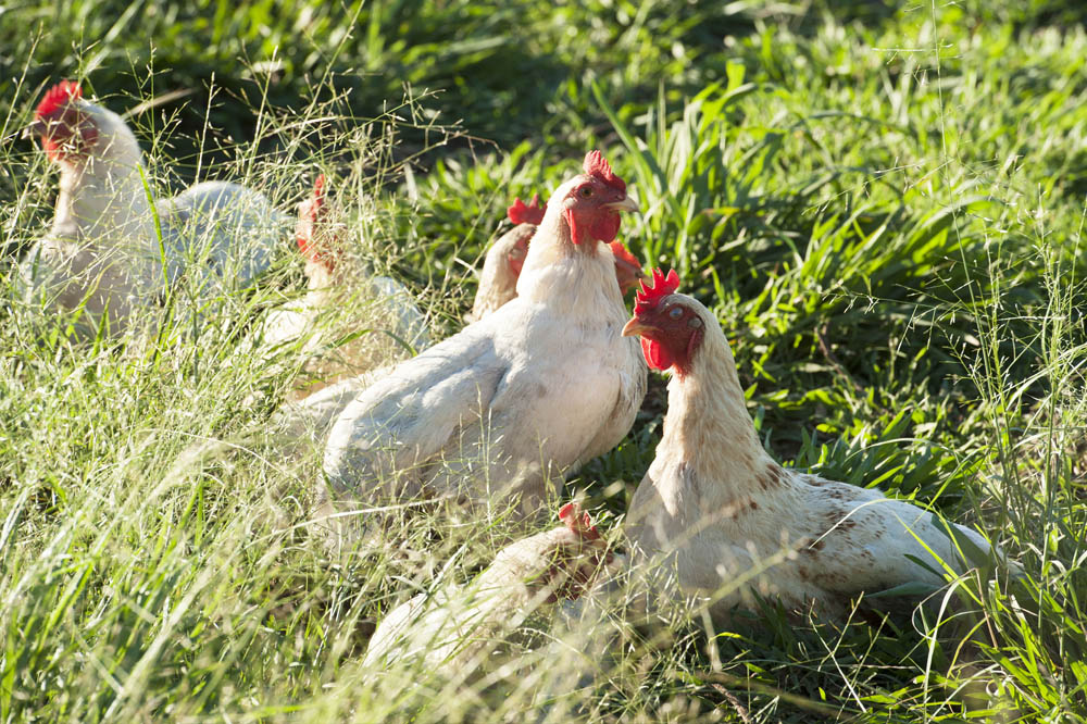 chooks farmstay mudgee