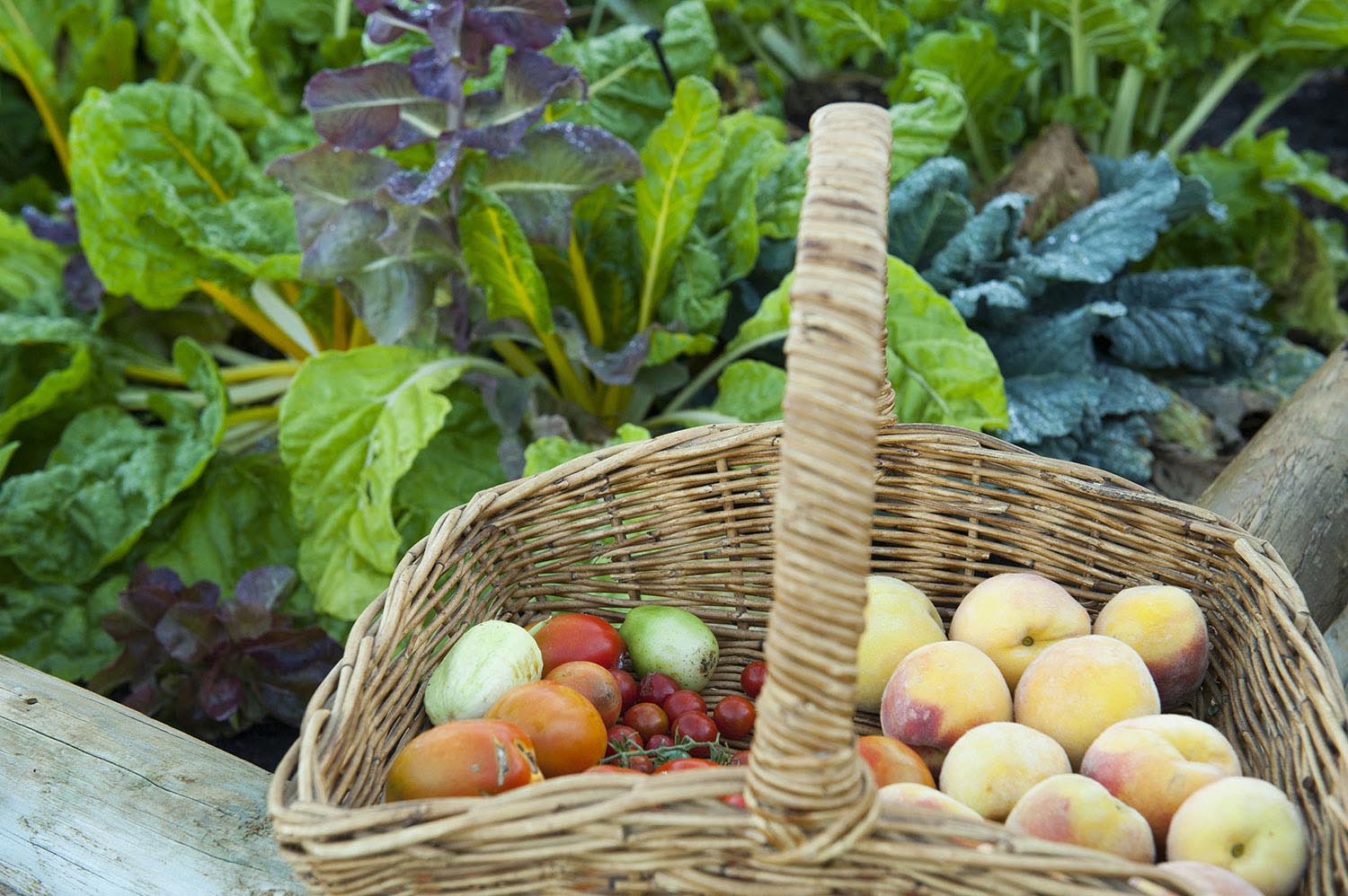 rosby-studio-garden-fresh-produce-rosby