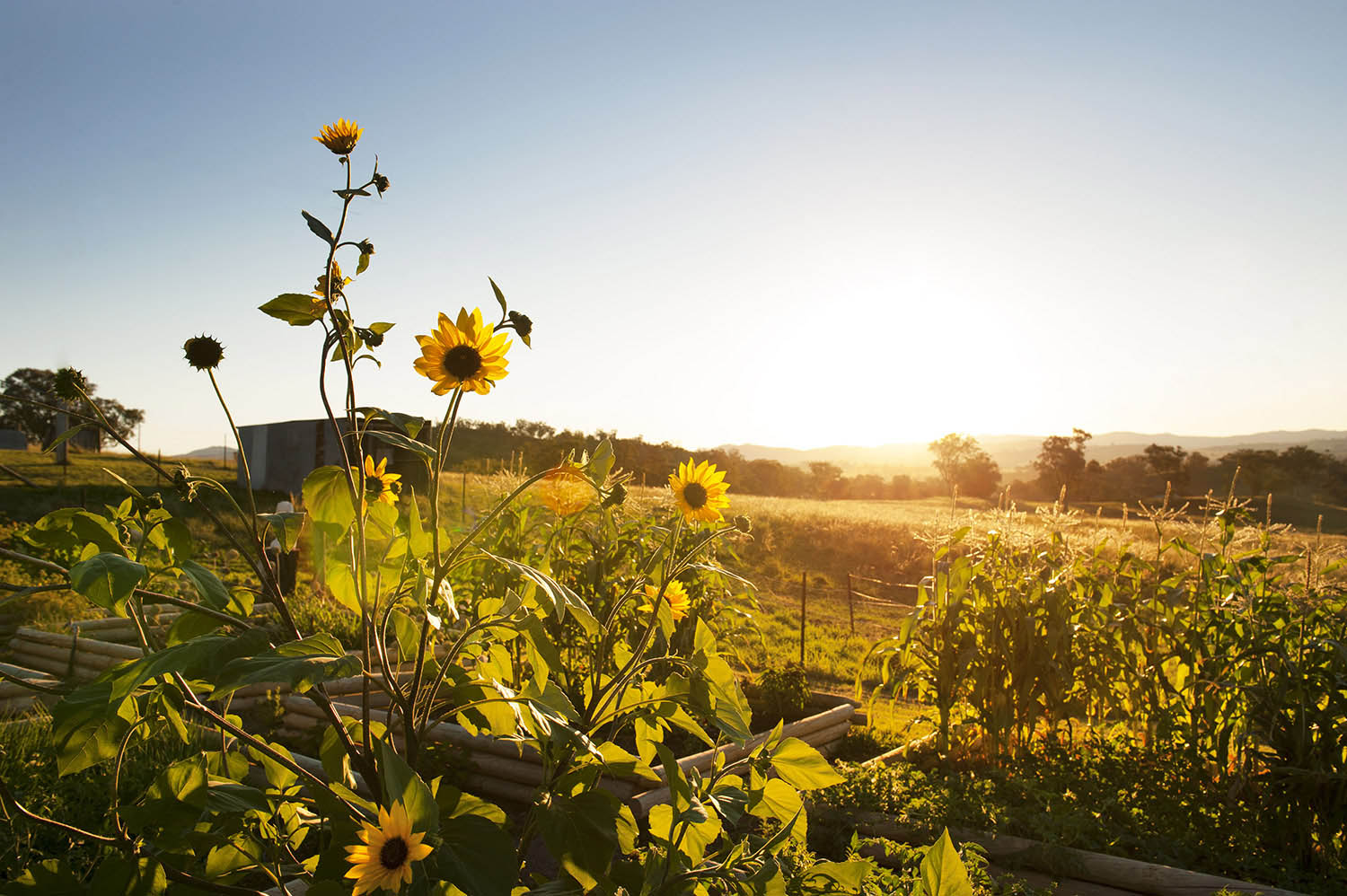 sunflowers-mudgee-guesthouse-rosby