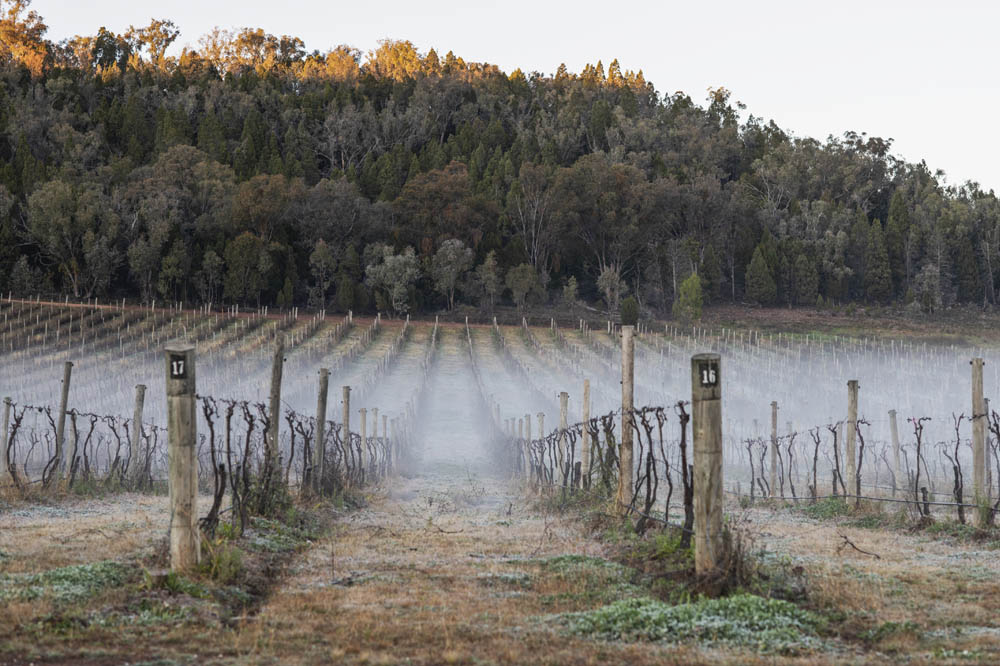 mudgee vineyards mist fog morning photo vineyard accommodation